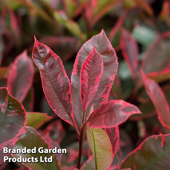 Photinia fraseri 'Louise'