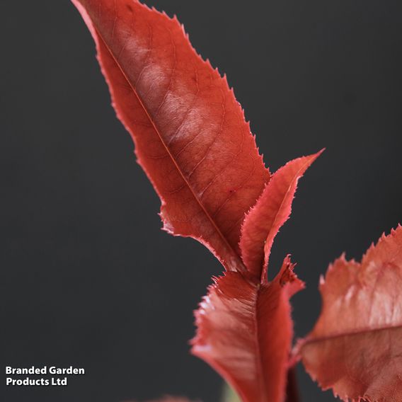 Photinia x fraseri 'Magical Volcano'