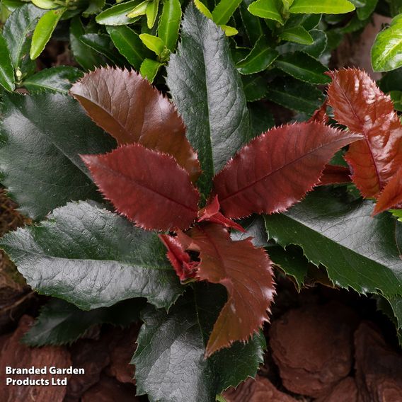 Photinia x fraseri 'Magical Volcano'