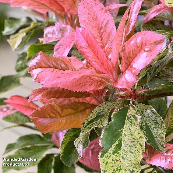 Photinia 'Pink Crispy'