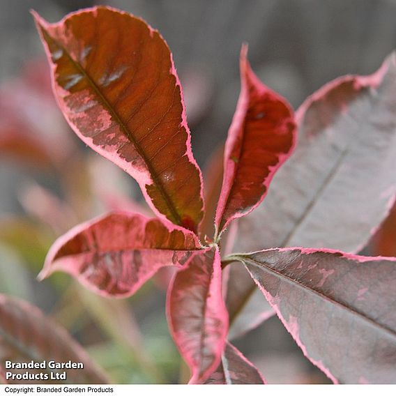 Photinia x fraseri 'Pink Marble'