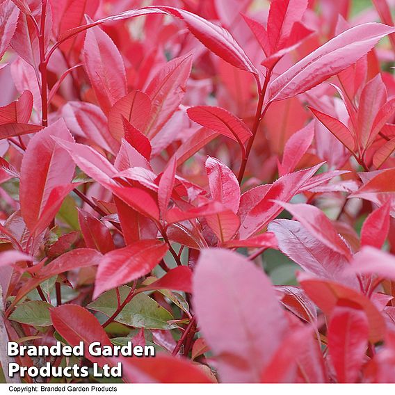 Photinia 'Red Robin' (Standard)