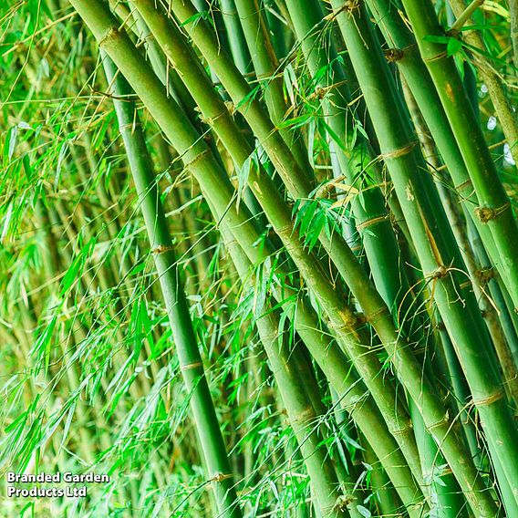 Bisset's Bamboo