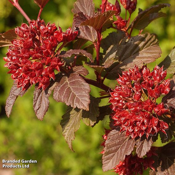 Physocarpus opulifolius 'Diable D'Or'