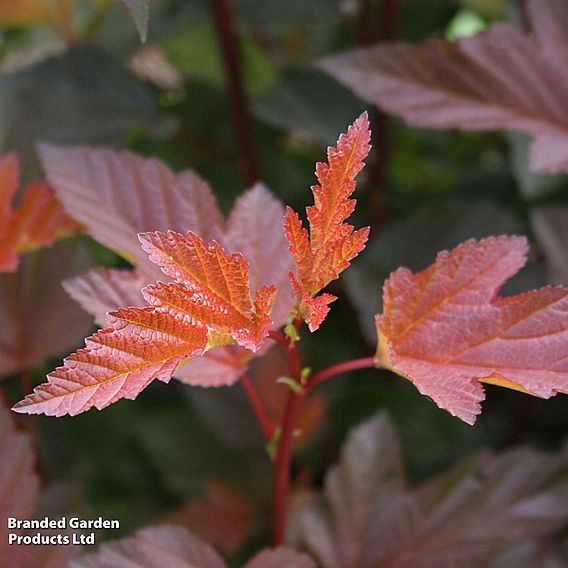 Physocarpus opulifolius 'Diable D'Or'