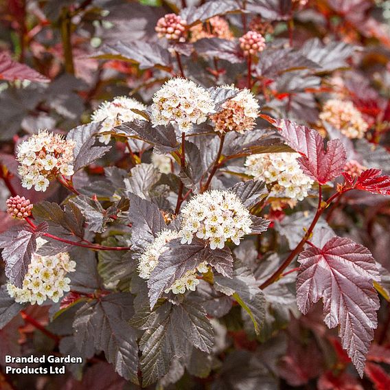 Physocarpus opulifolius 'Lady In Red'