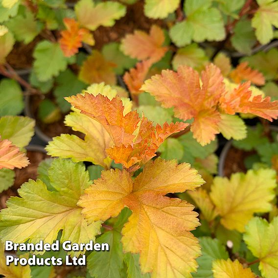 Physocarpus opulifolius 'Magic Ball'