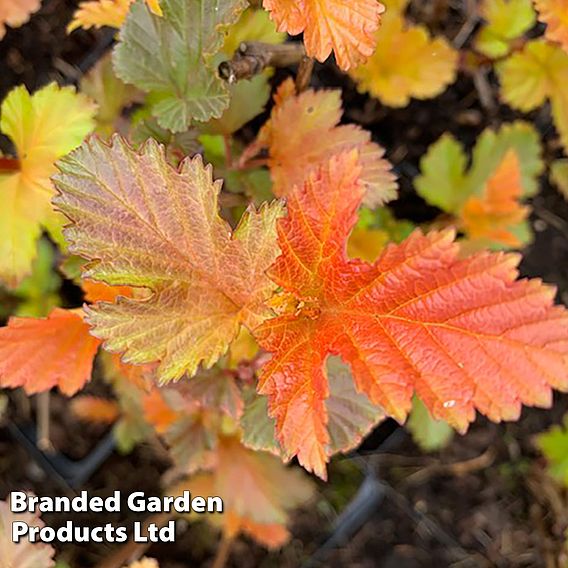 Physocarpus opulifolius 'Magic Ball'