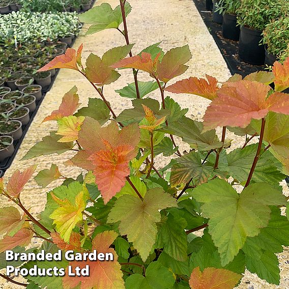 Physocarpus opulifolius 'Magic Ball'