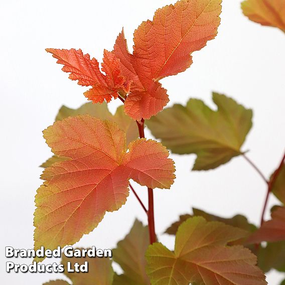 Physocarpus opulifolius 'Magic Ball'