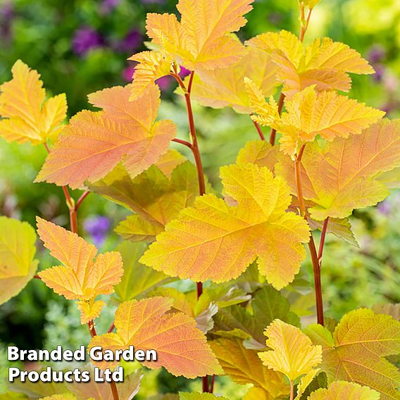 Physocarpus opulifolius 'Magic Ball'