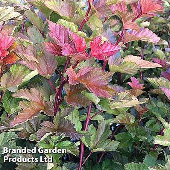 Physocarpus opulifolius 'Magic Ball'