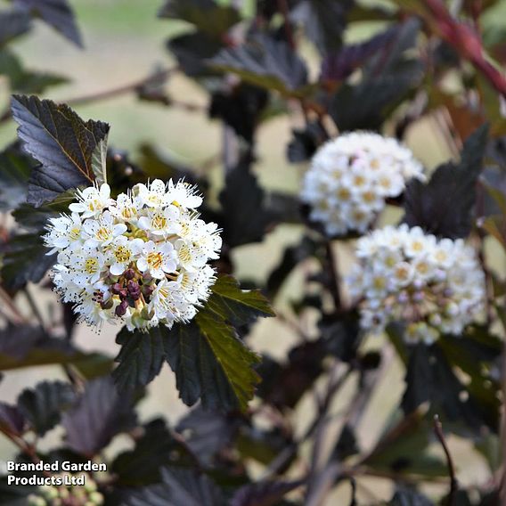 Physocarpus opulifolius 'Midnight'