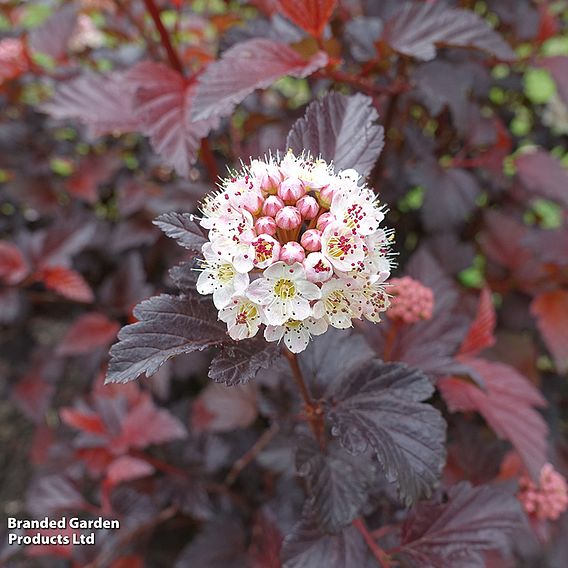 Physocarpus opulifolius 'Rubella'