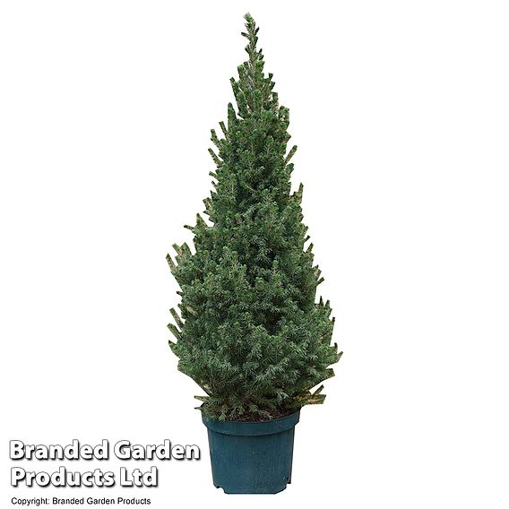 Picea glauca 'Conica'