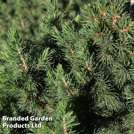 Picea glauca 'Conica December'