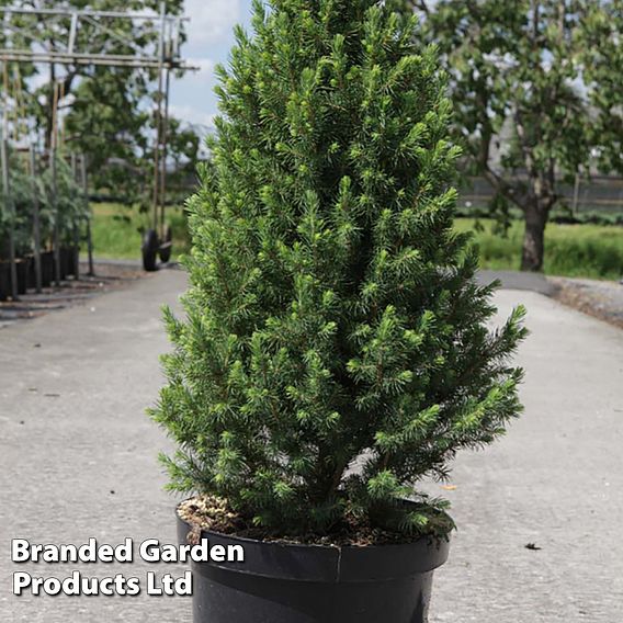 Picea glauca 'Conica December'