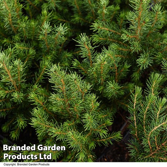 Picea glauca 'Conica December'