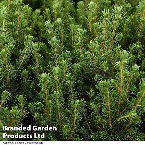 Picea glauca 'Conica December'