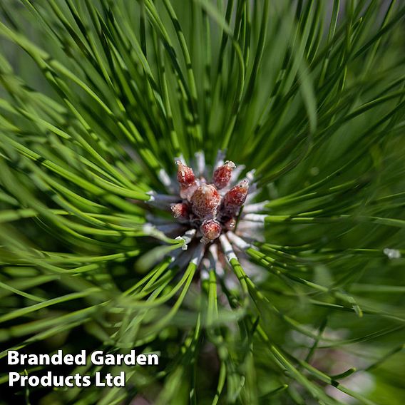 Picea omorika 'Nana'