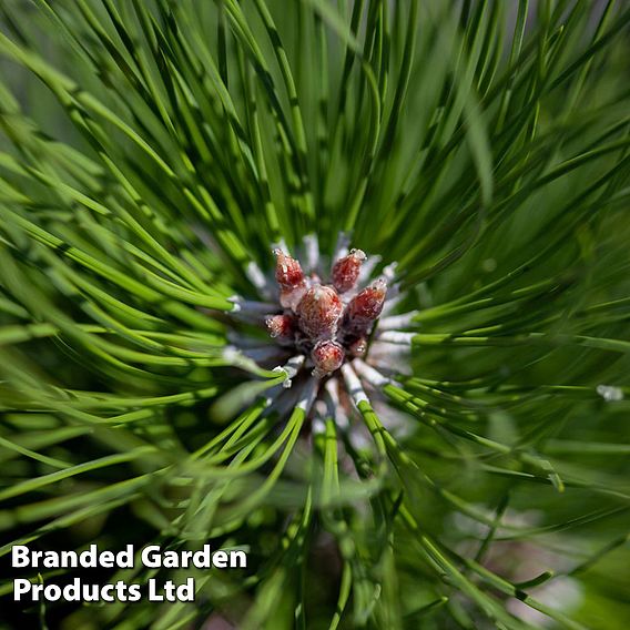 Picea sitchensis 'Nana'