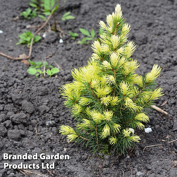 Picea glauca 'Rainbows End'