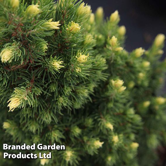 Picea glauca 'Rainbows End'