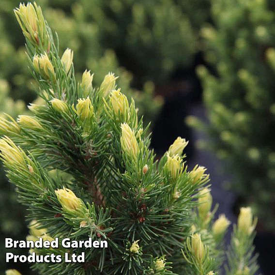 Picea glauca 'Rainbows End'