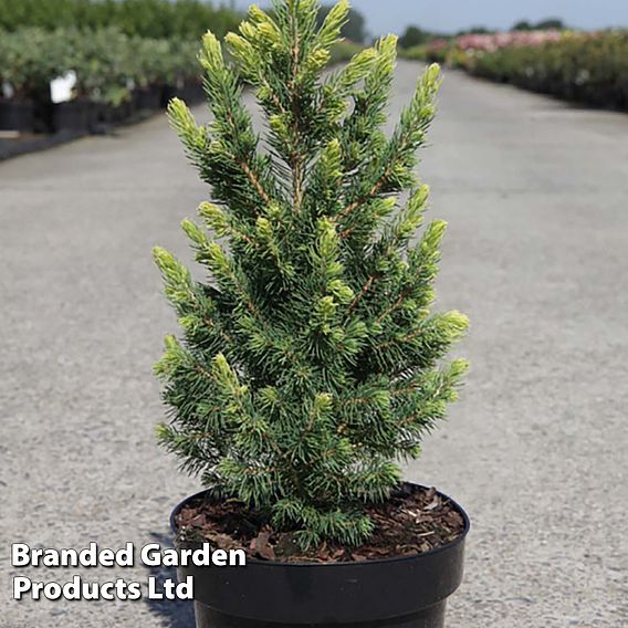 Picea glauca 'Rainbows End'