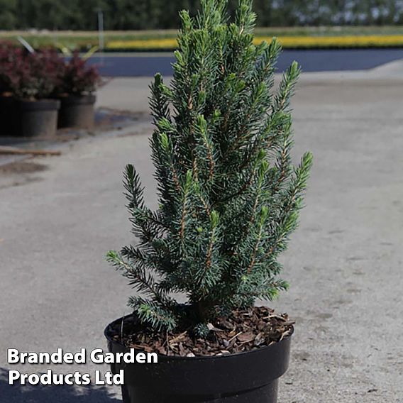 Picea glauca 'Sanders Blue'