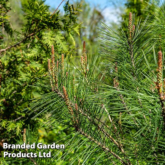 Pinus densiflora 'Alice Verkade'