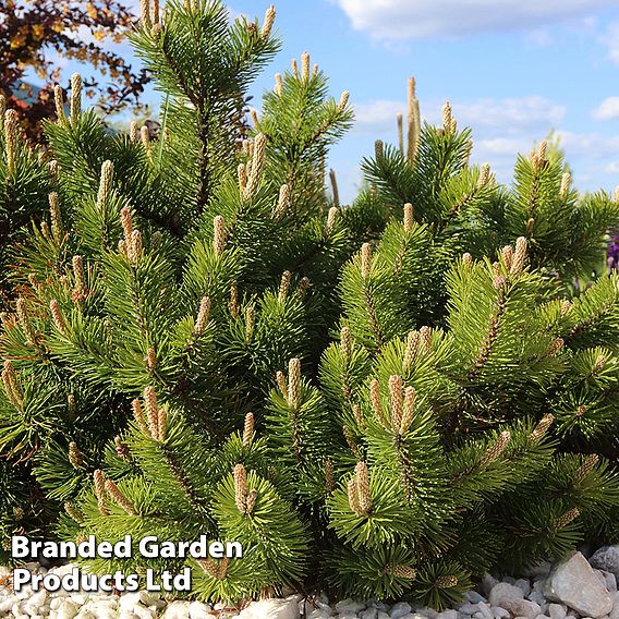 Pinus mugo 'Benjamin'