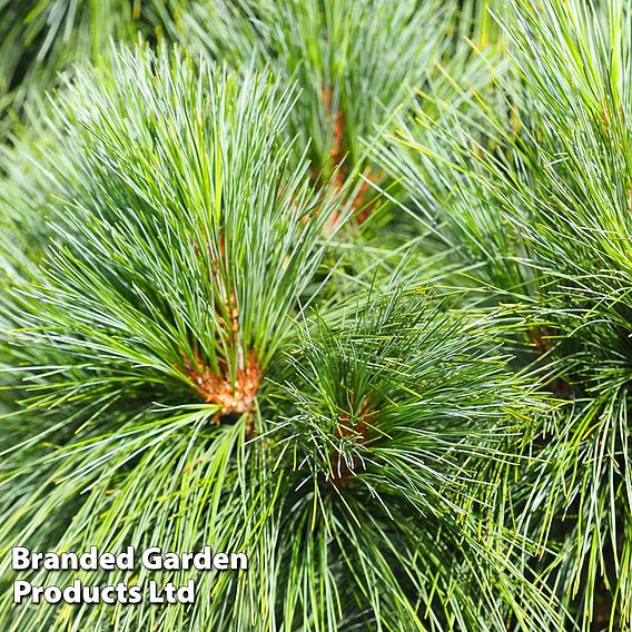 Pinus strobus 'Blue Shag'