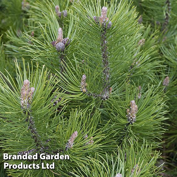 Pinus heldreichii 'Compact Gem'