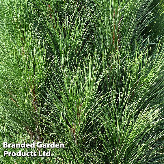 Pinus nigra 'Green Tower'