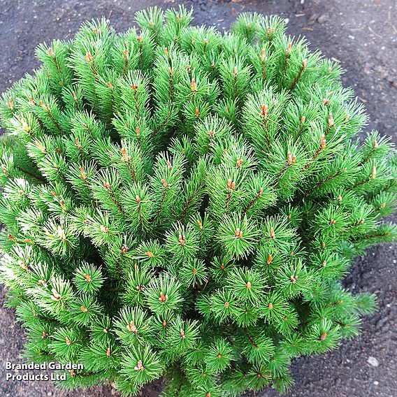 Pinus mugo 'Mops'