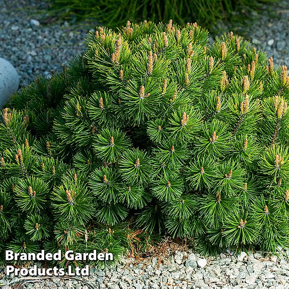 Pinus mugo 'Mumpitz'