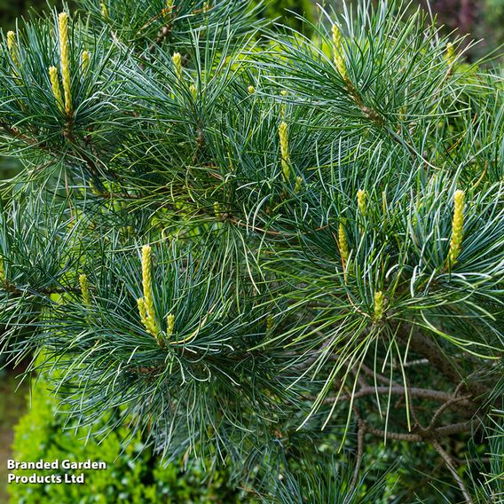 Pinus parviflora 'Glauca'