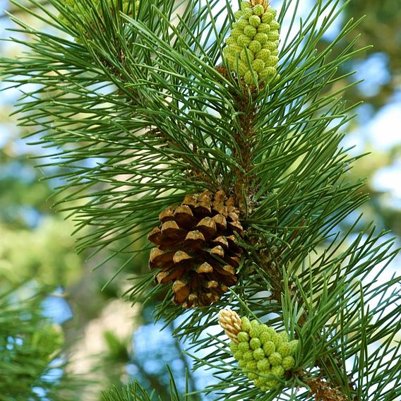 Pinus Sylvestris - Scotch Pine | Suttons | Suttons