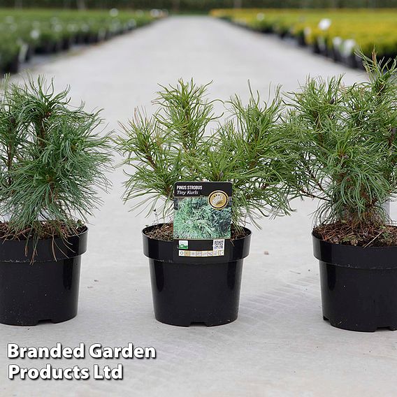 Pinus strobus 'Tiny Kurls'