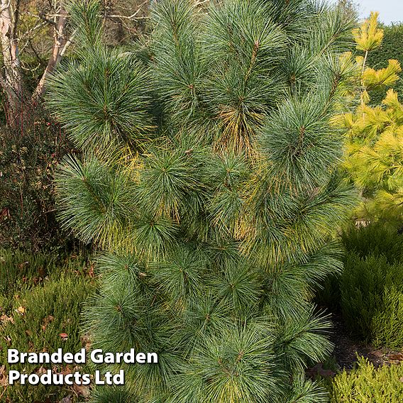 Pinus x schwerinii 'Wiethorst'