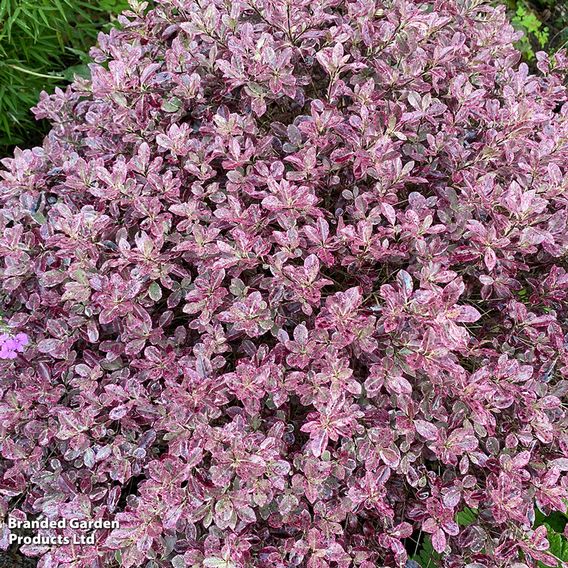 Pittosporum tenuifolium 'Bannow Bay'