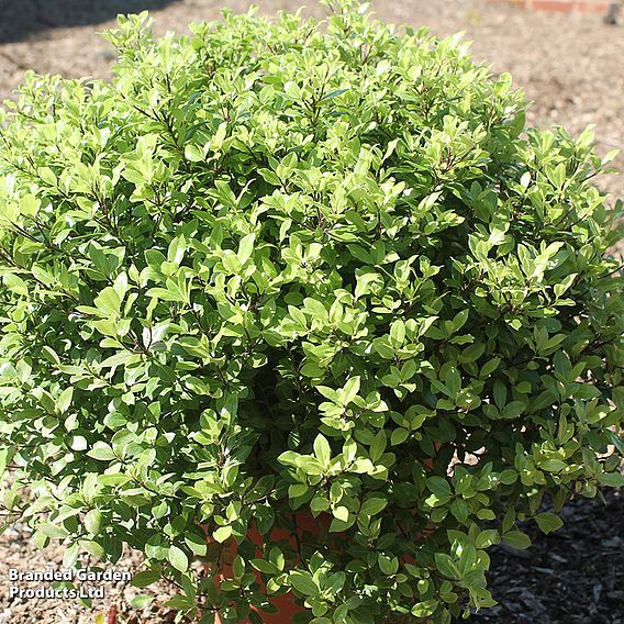 Pittosporum tenuifolium 'Beach Ball'