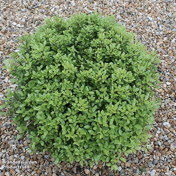 Pittosporum tenuifolium 'Beach Ball'