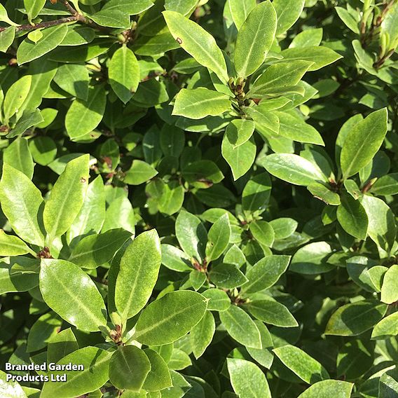 Pittosporum tenuifolium 'Beach Ball'