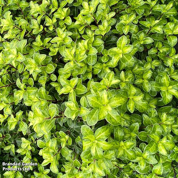 Pittosporum tenuifolium 'Golden Ball'