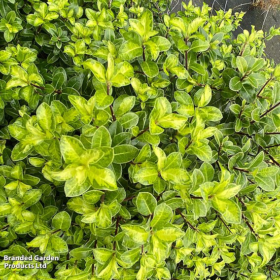 Pittosporum tenuifolium 'Golden Ball'