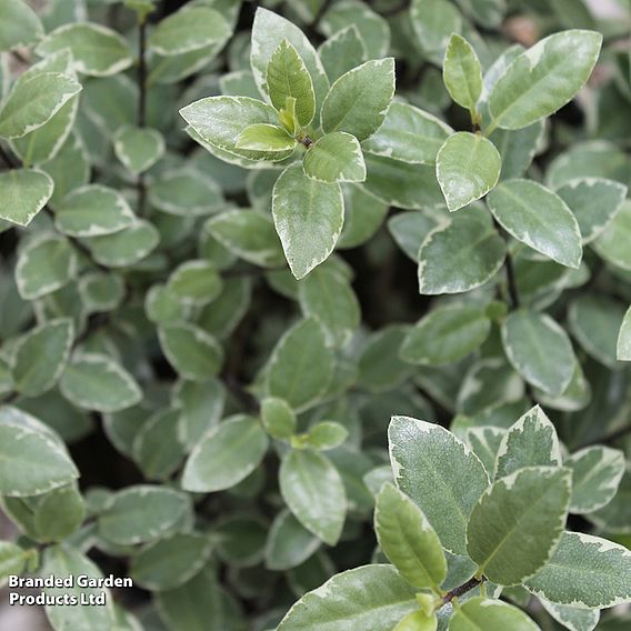 Pittosporum tenuifolium 'Silver Ball'