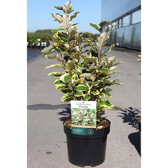 Elaeagnus x ebbingei 'Viveleg'