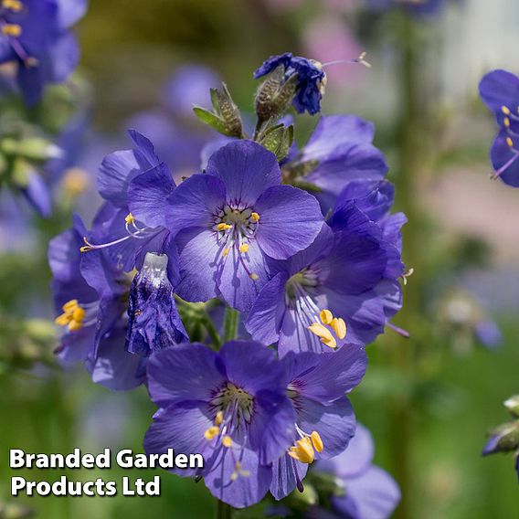 Polemonium caeruleum